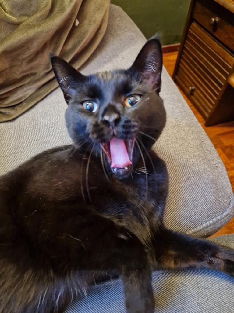 GEZOCHT , gouden mandje voor onze 2 lieve katten!, Dieren en Toebehoren, Meerdere dieren, Kortharig, 3 tot 5 jaar