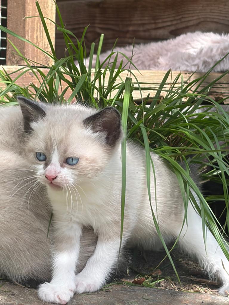 Kittens, Dieren en Toebehoren, Katten en Kittens | Overige Katten