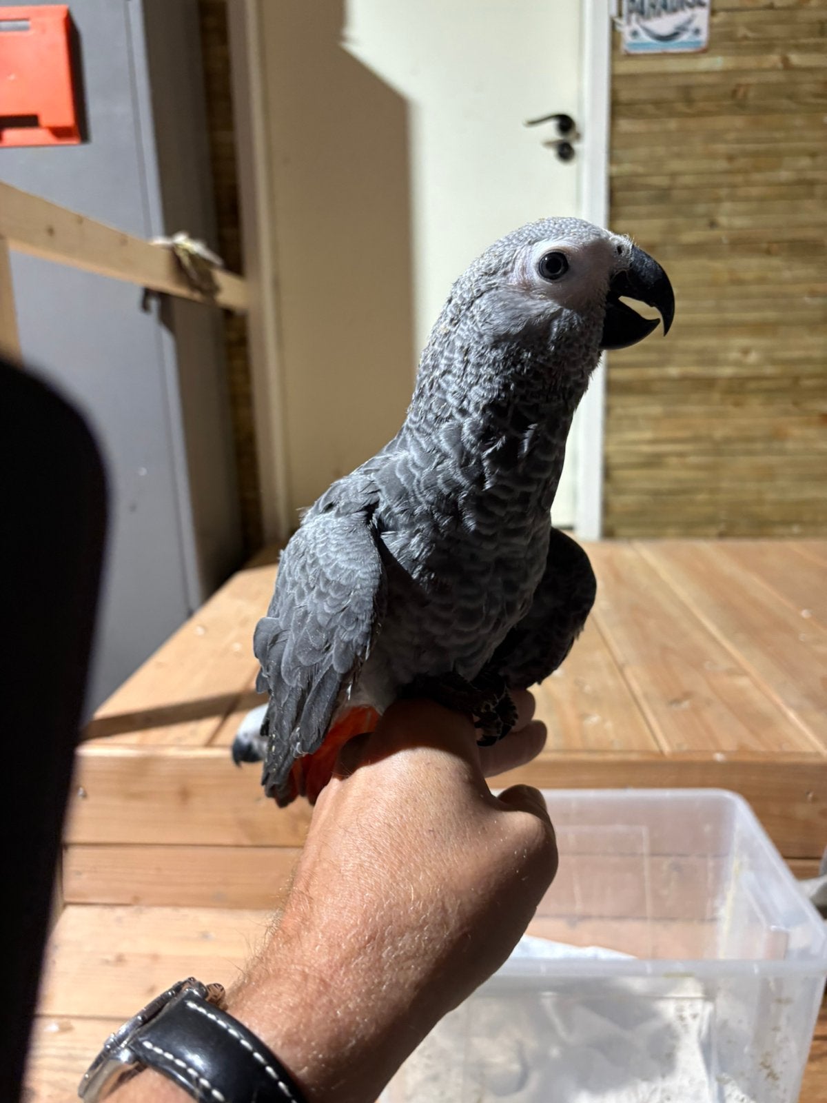 Jonge Grijzeroodstaart papegaaien, Meerdere dieren, Papegaai, Tam