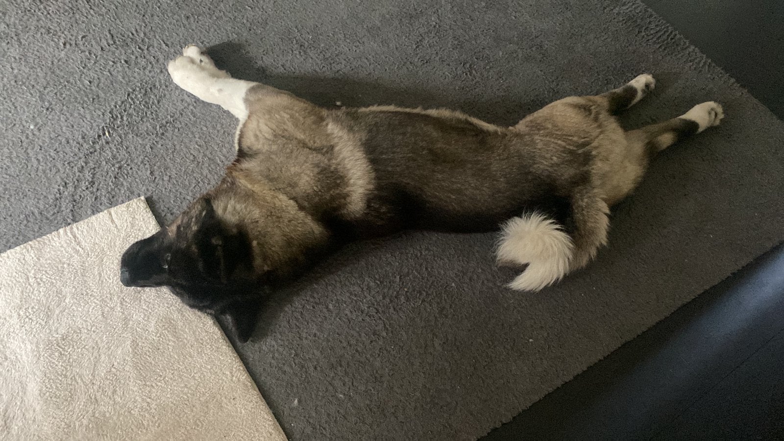Wit grijs bruin zwart schilpadkleur, Dieren en Toebehoren, Parvo, Eén hond, 3 tot 5 jaar, Nederland
