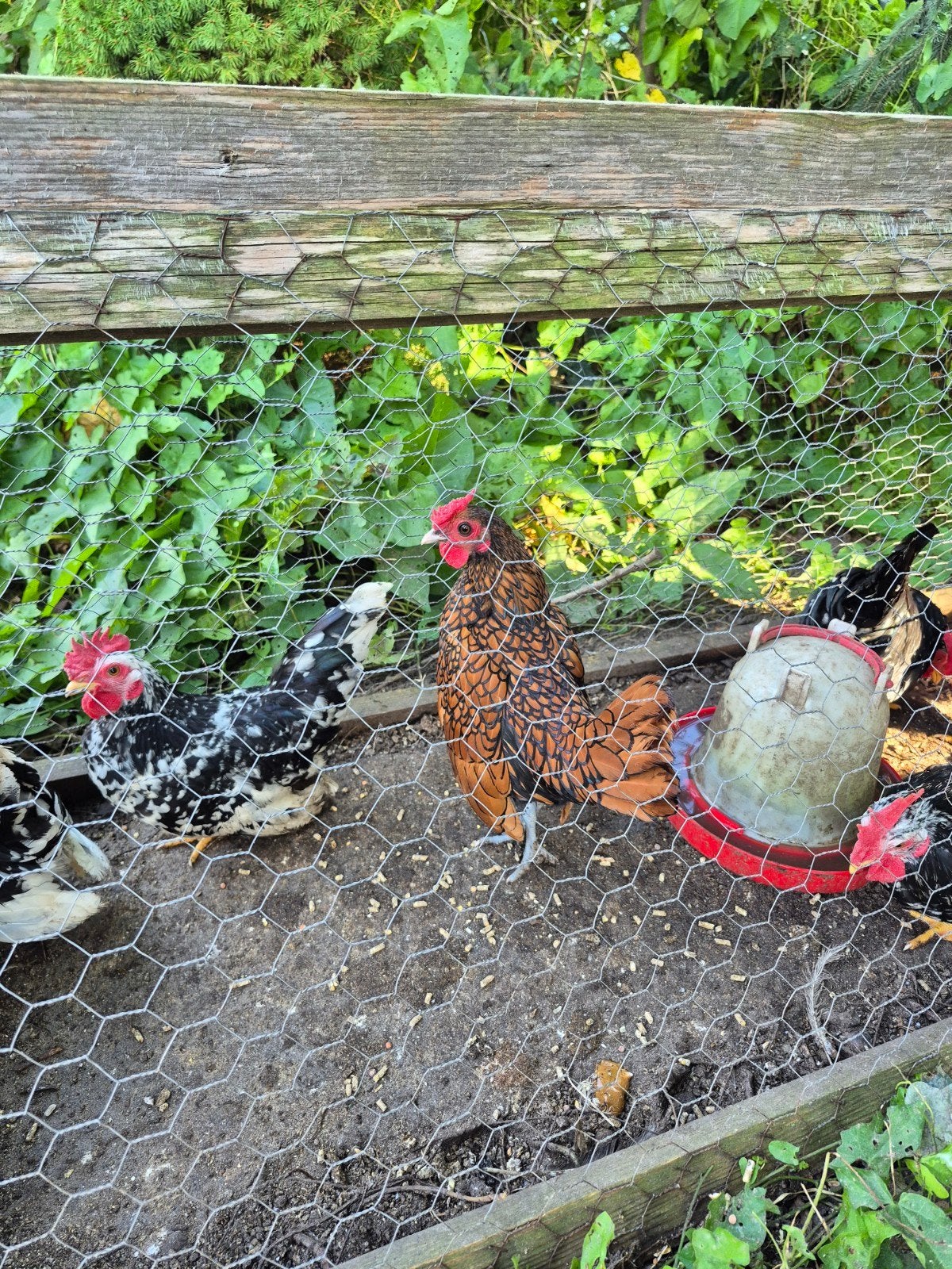 sebright en chabo hanen, Dieren en Toebehoren, Mannelijk, Kip