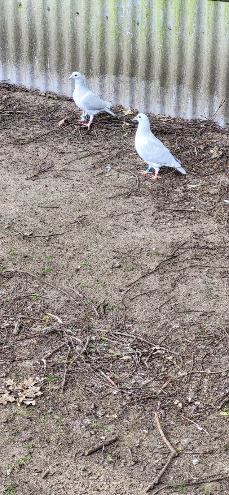 Kleurpostduiven poederblauw, Dieren en Toebehoren, Vogels | Duiven, Mannelijk, Postduif