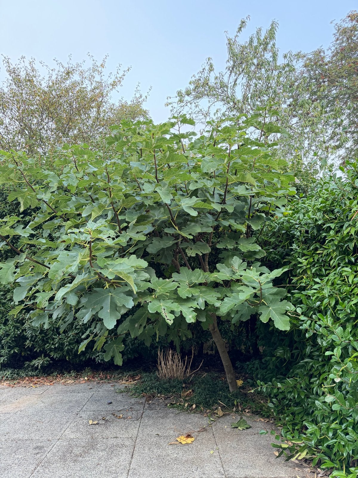 Grote Vijgenboom - Perfect voor uw tuin!, Ophalen, Lente, Volle zon, 250 tot 400 cm