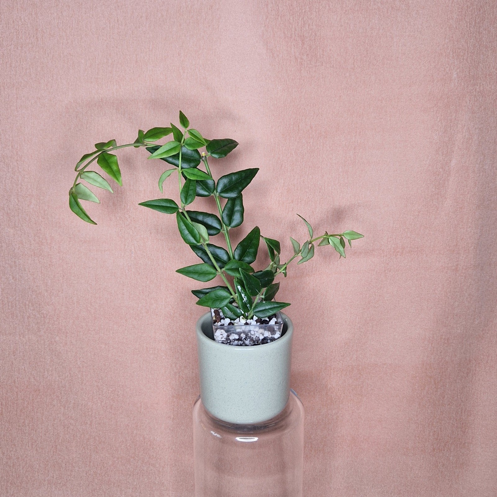 Hoya Bella 2, Huis en Inrichting, Verzenden, Overige soorten, Halfschaduw, Minder dan 100 cm