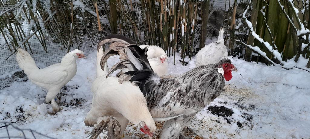 Kraaikop kriel (wit) broedeieren, kuikens en kippen te koop., Dieren en Toebehoren, Meerdere dieren, Kip