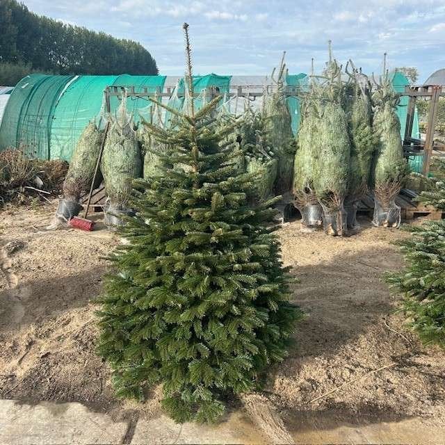 Nordmann kerstboom met kluit, kerstbomen in pot, Tuin en Terras, Ophalen of Verzenden, In pot