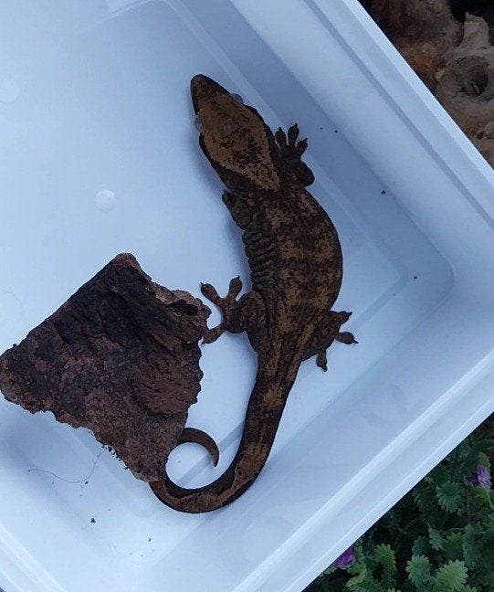 0.1 Sarasinorum gekko, Dieren en Toebehoren, Hagedis, 0 tot 2 jaar