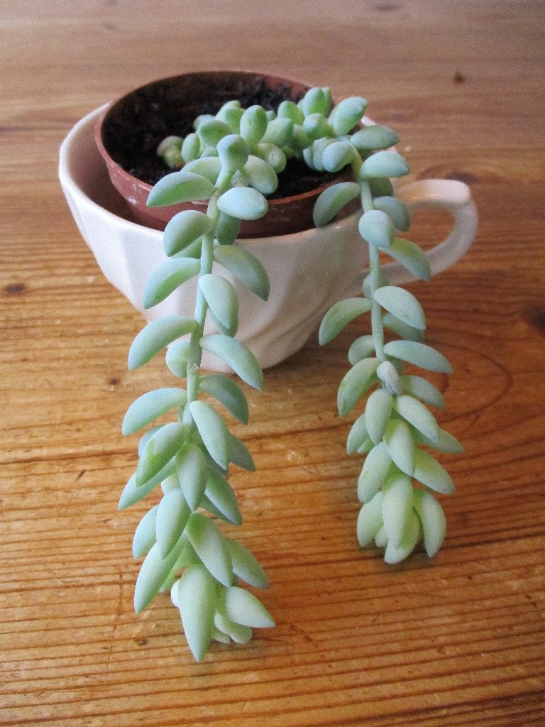 Sedum morganianum, Ophalen, Halfschaduw, Minder dan 100 cm