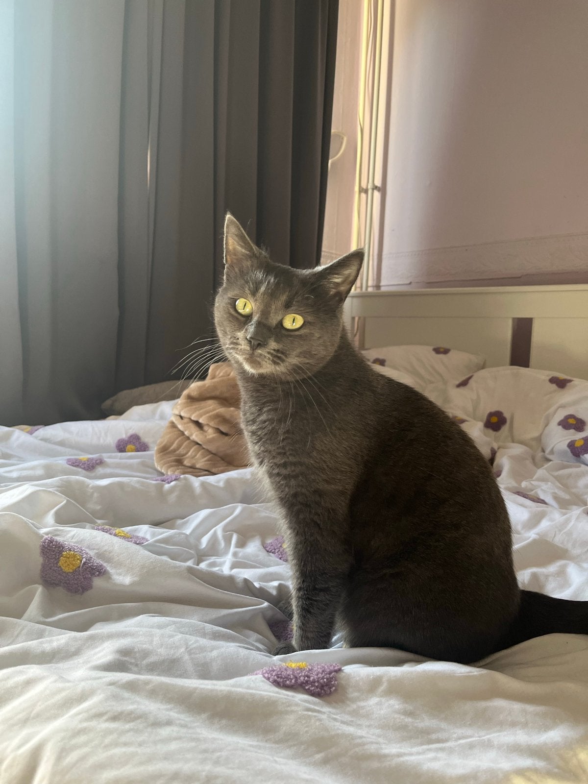 Lieve Britse korthaar poes zoekt nieuw thuis, Dieren en Toebehoren, Poes, Gechipt, 3 tot 5 jaar