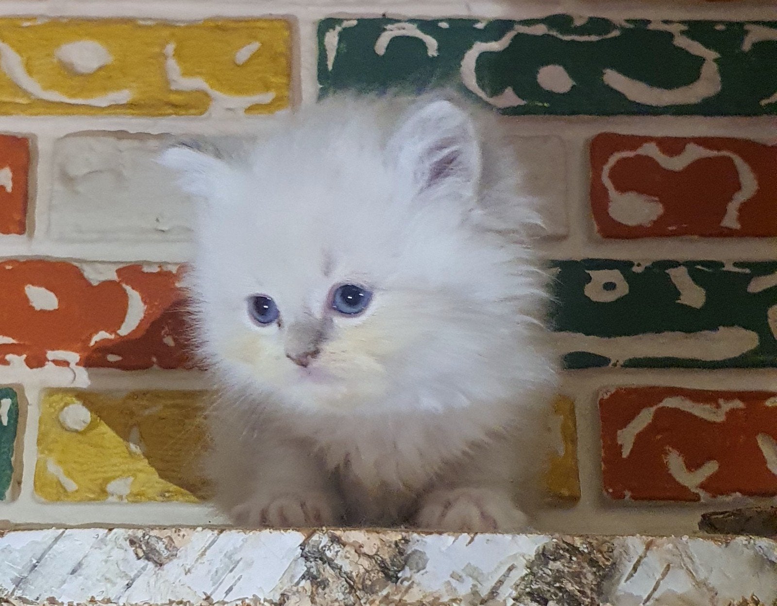Ragdoll kittens, Kater, Ontwormd, 0 tot 2 jaar