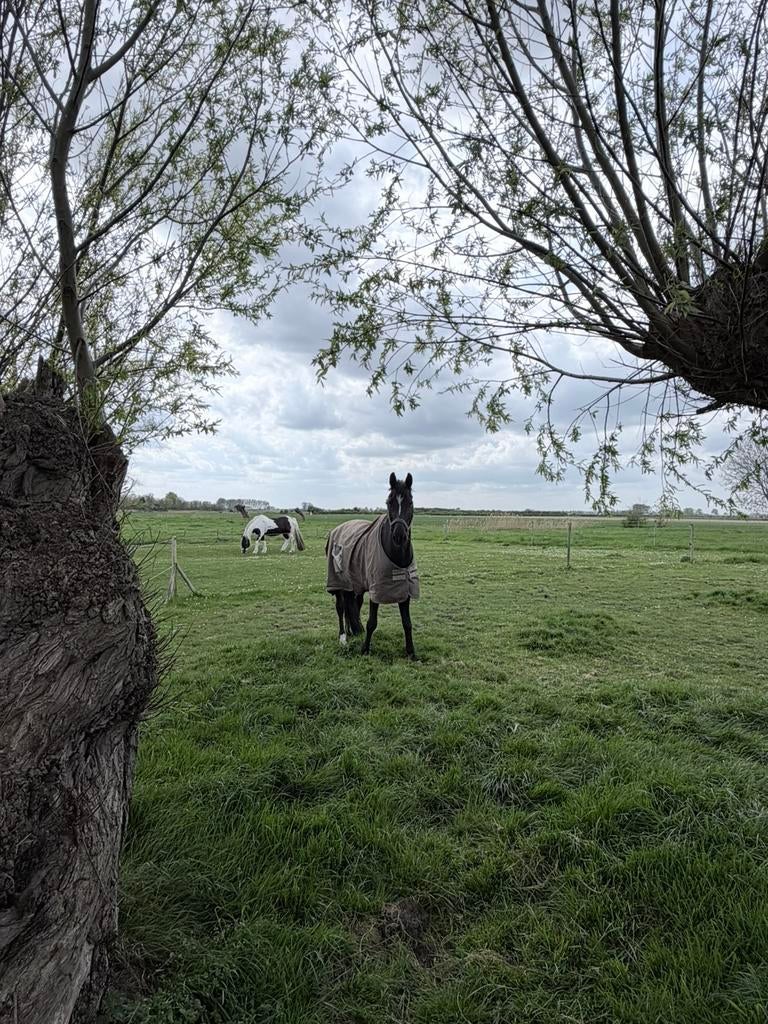 Vakantie met je paard in zeeland, Dieren en Toebehoren, Stalling en Weidegang, Weidegang, 4 paarden of pony's of meer