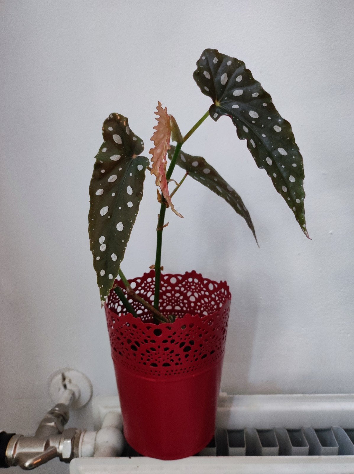 Begonia Macualta, Ophalen of Verzenden, Halfschaduw, Minder dan 100 cm