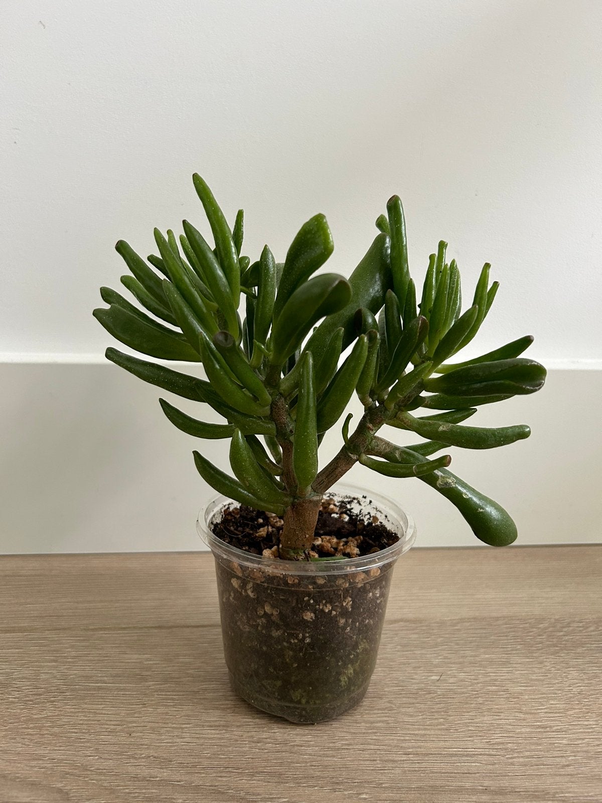 Crassula Ovata Gollum - 3€ or free, Ophalen, Halfschaduw, Minder dan 100 cm