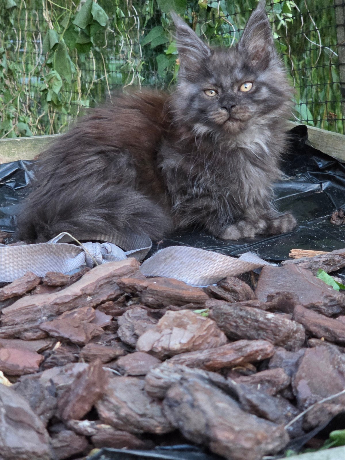 prachtige maine coon kittens met stamboom te koop, Meerdere dieren, Met stamboom, 0 tot 2 jaar