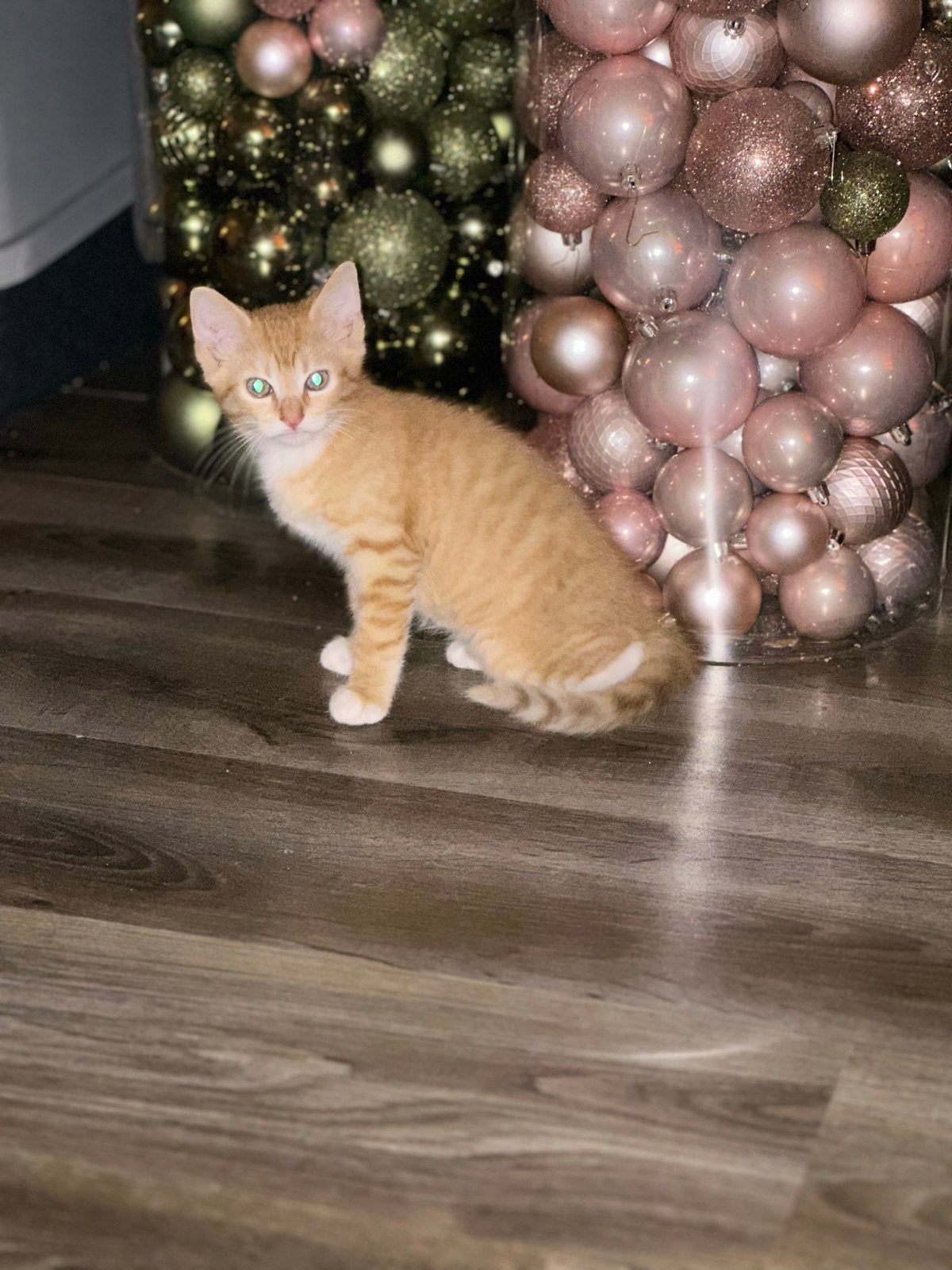 Twee katers te koop, Kater