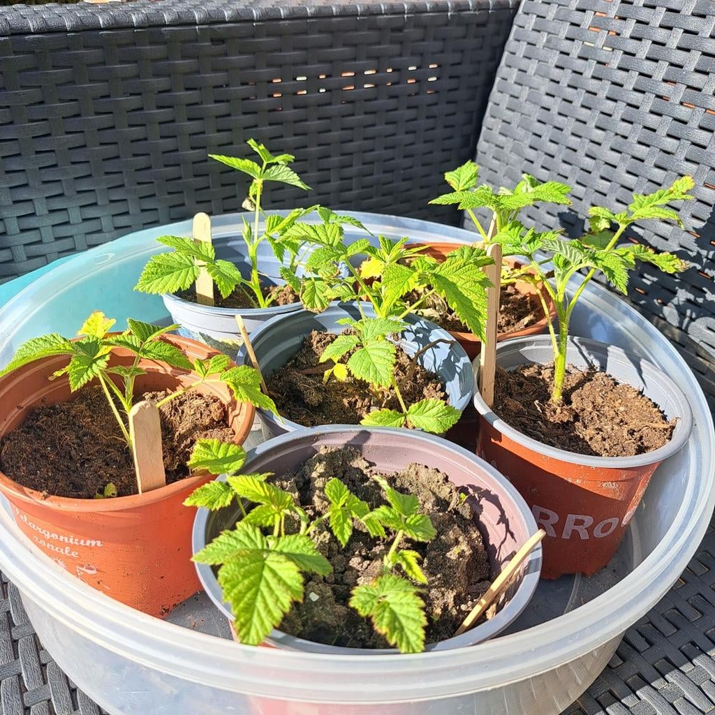 Diverse stekjes 1€ frambozen/cherrytomaten, Ophalen, Eenjarig, Groenteplanten, Volle zon
