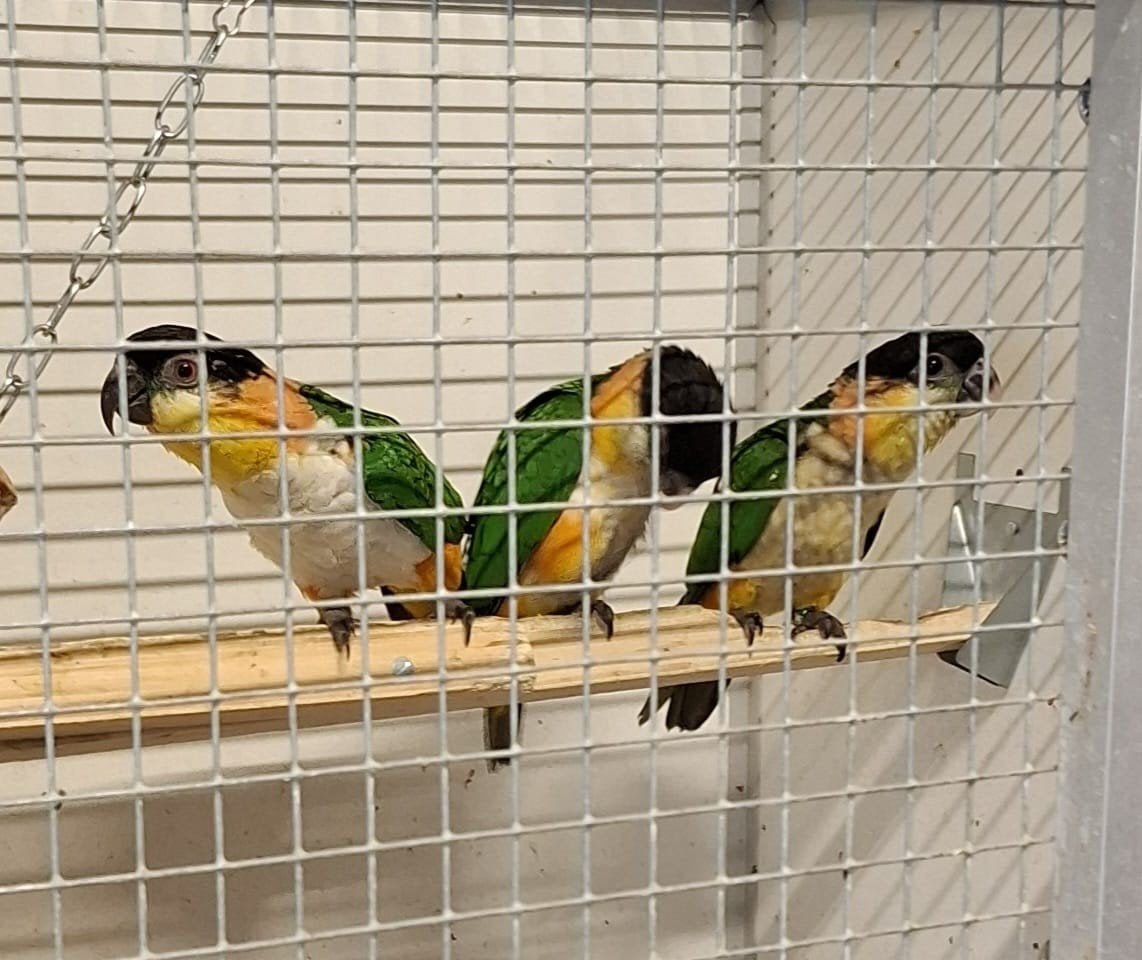 1-1 zwartkop caique 2026, Dieren en Toebehoren, Meerdere dieren, Papegaai, Geringd