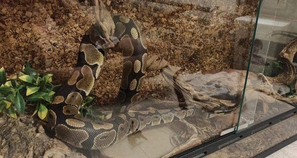 Koningspython(s) Ball Python photo 7