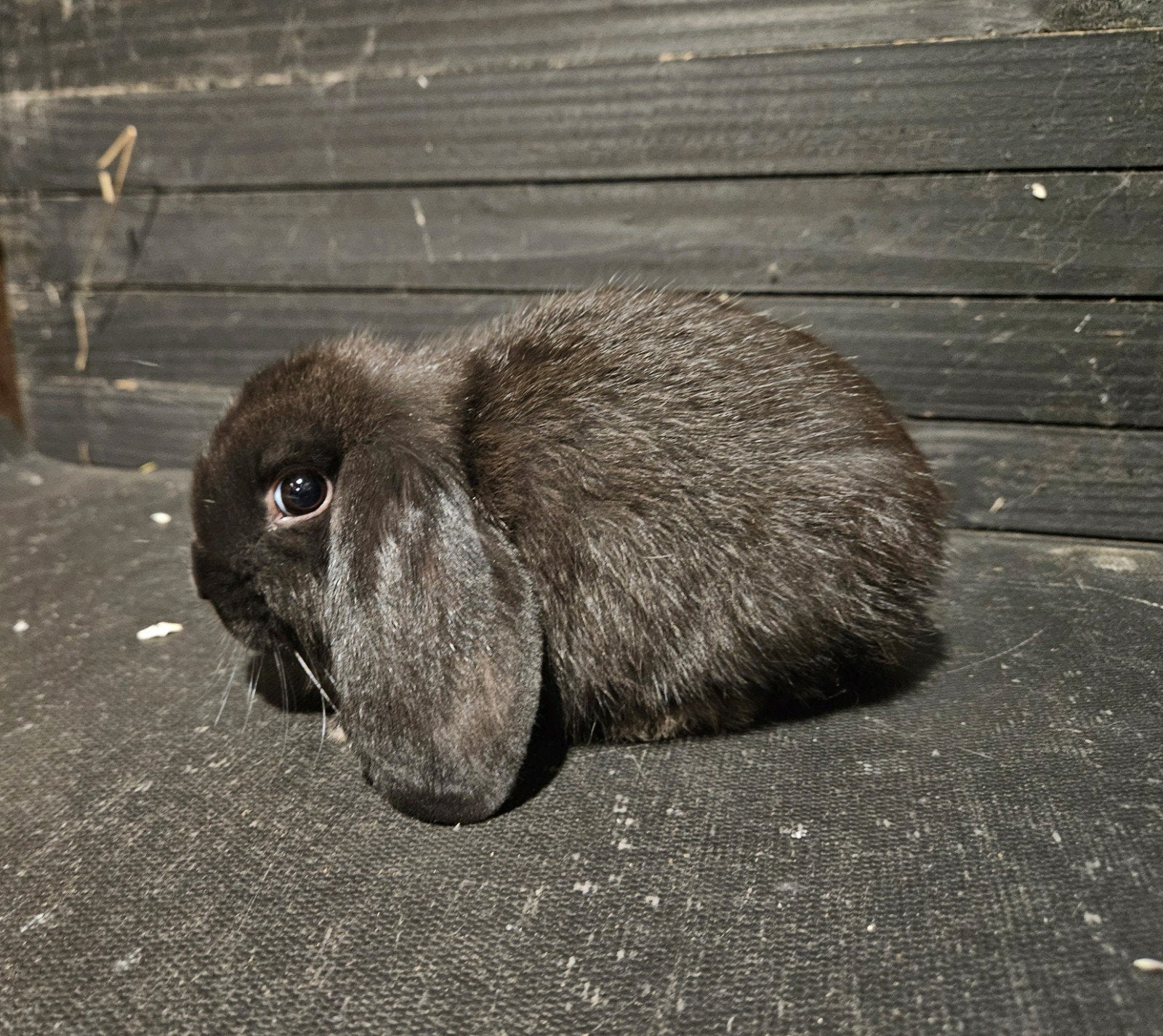 Nederlandse hangoordwergen beschikbaar, Meerdere dieren, Dwerg