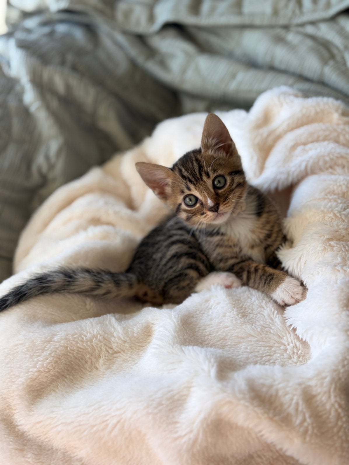 Prachtige Bengaal mix kittens Geel & Wit zoeken huisje, Dieren en Toebehoren, Meerdere dieren, Ontwormd, 0 tot 2 jaar