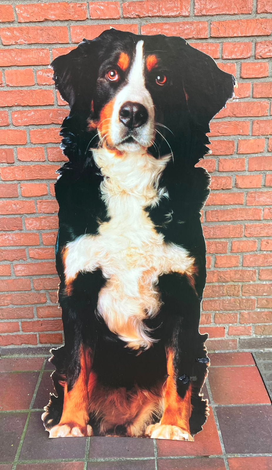 Kartonnen Berner Sennen hond, Ophalen, Gebruikt
