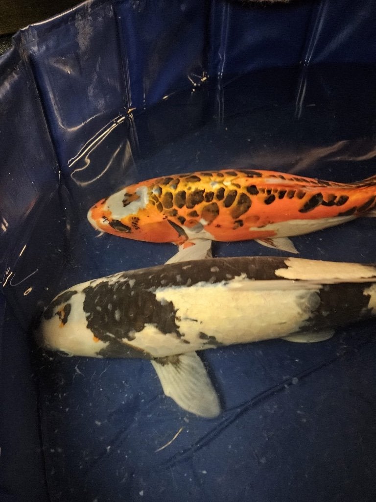 Mizuho Ogon Japanse koi, Dieren en Toebehoren, Karper of Koi