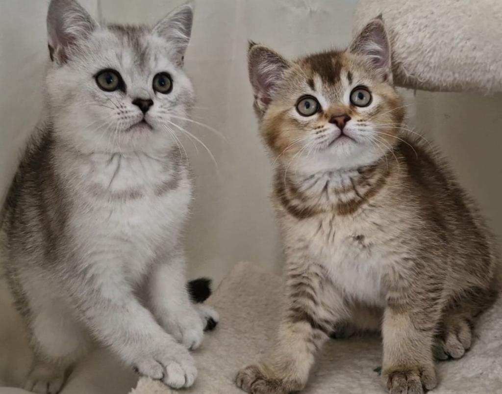 Britse korthaar kittens katertjes golden en silver shaded, Kater
