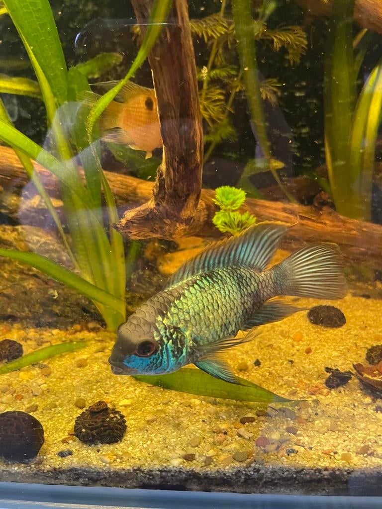 Electric blue acara, man en vrouw. KWEEKKOPPEL, Vis, Zoetwatervis