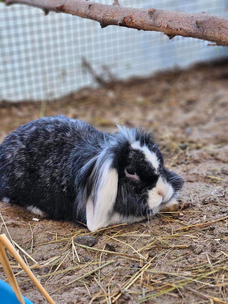 Lief koppel konijnen, Dieren en Toebehoren, Konijnen, Meerdere dieren