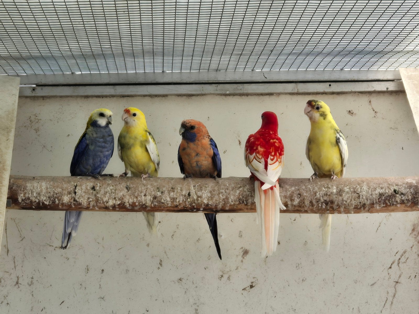 penanten te koop, Meerdere dieren, Parkiet