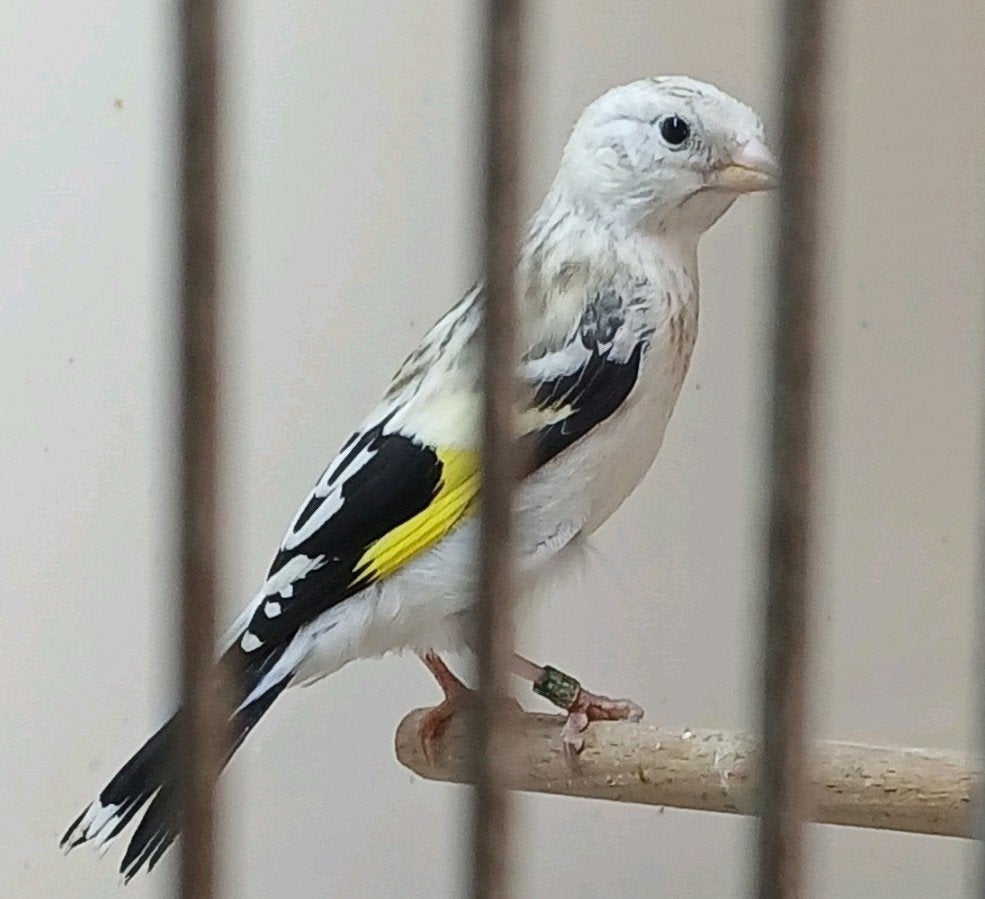 Majoor putter Man geringd 2026, Mannelijk, Wildzangvogel, Geringd