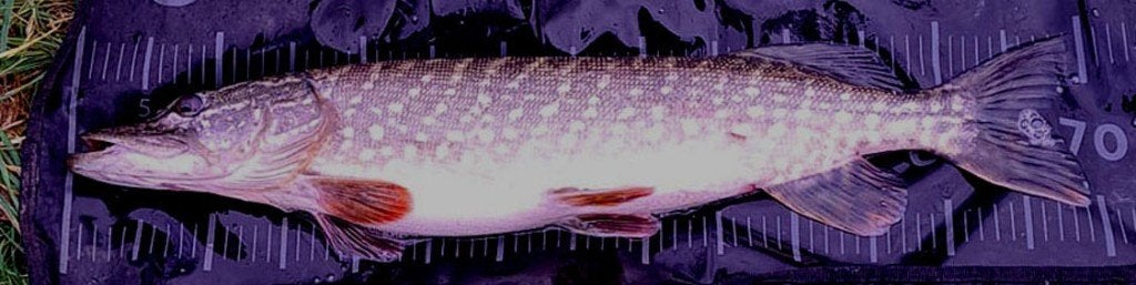 Snoekstreamer FL 10 gebonden op Double Hook / Fleurhaak, Ophalen, Nieuw, Complete set
