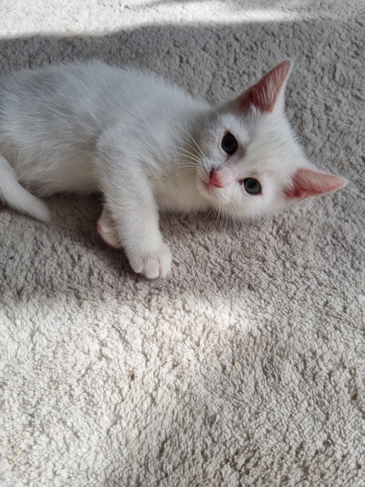 kitten, Dieren en Toebehoren, Poes