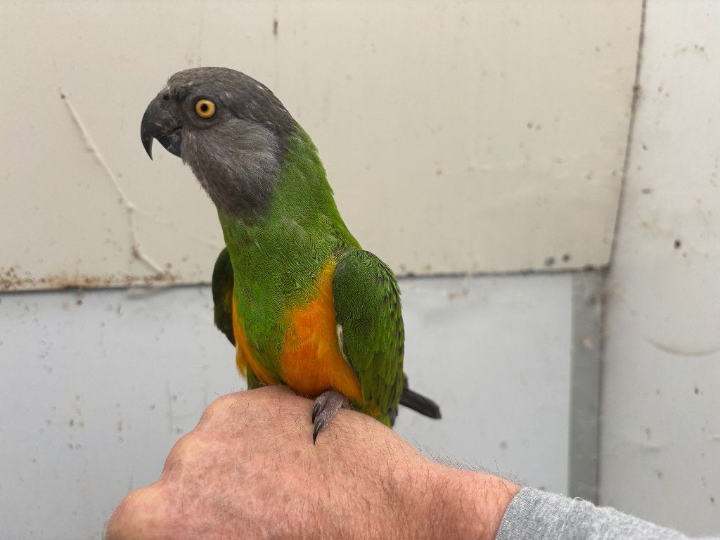 bonte boertje supertam, Meerdere dieren, Papegaai, Pratend