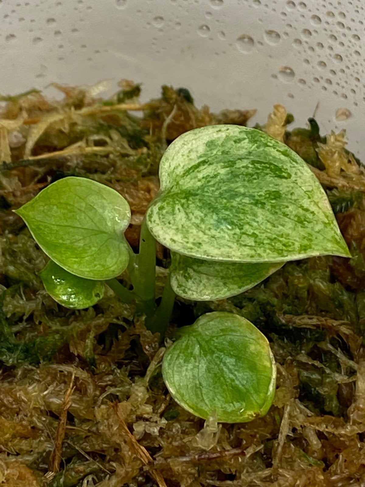 Scindapsus Dark Silver Cloud Variegata #3, Ophalen of Verzenden, Halfschaduw, Minder dan 100 cm