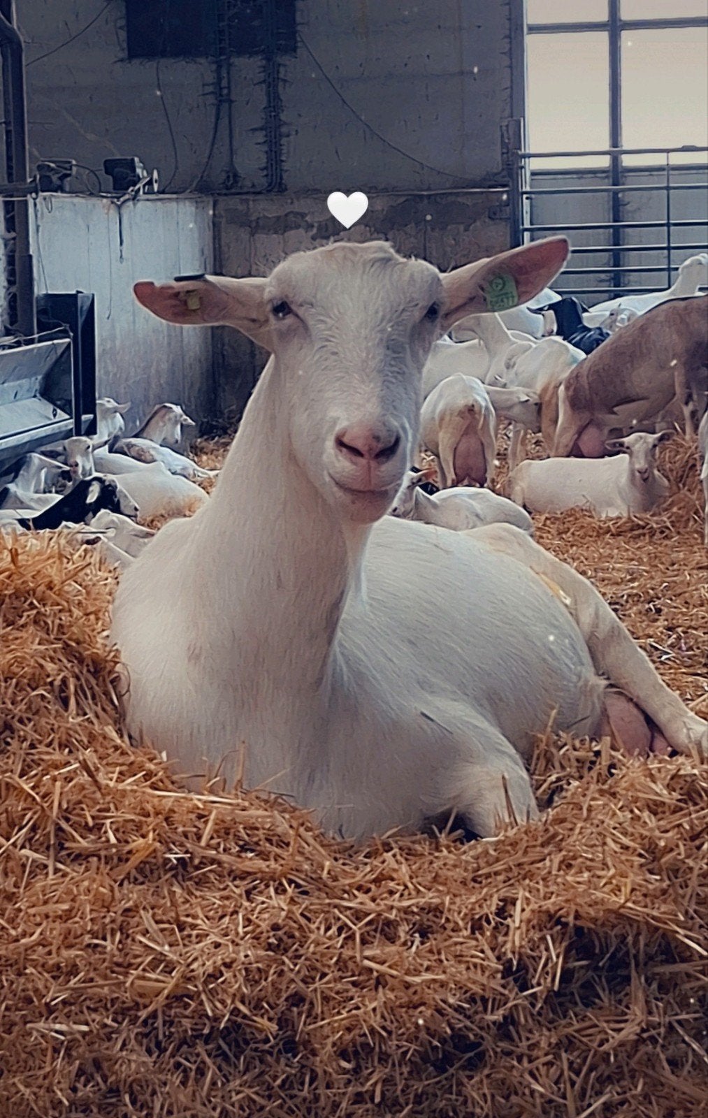 Enthousiaste geiten melker/melkster gezocht!
