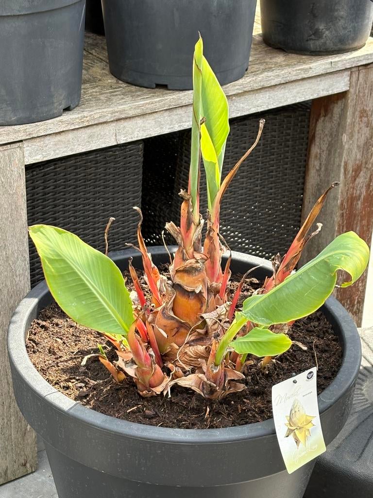 Schitterende zeer forse musella lasiocarpa bananenboom!!!, Ophalen, Vaste plant, Halfschaduw, Zomer