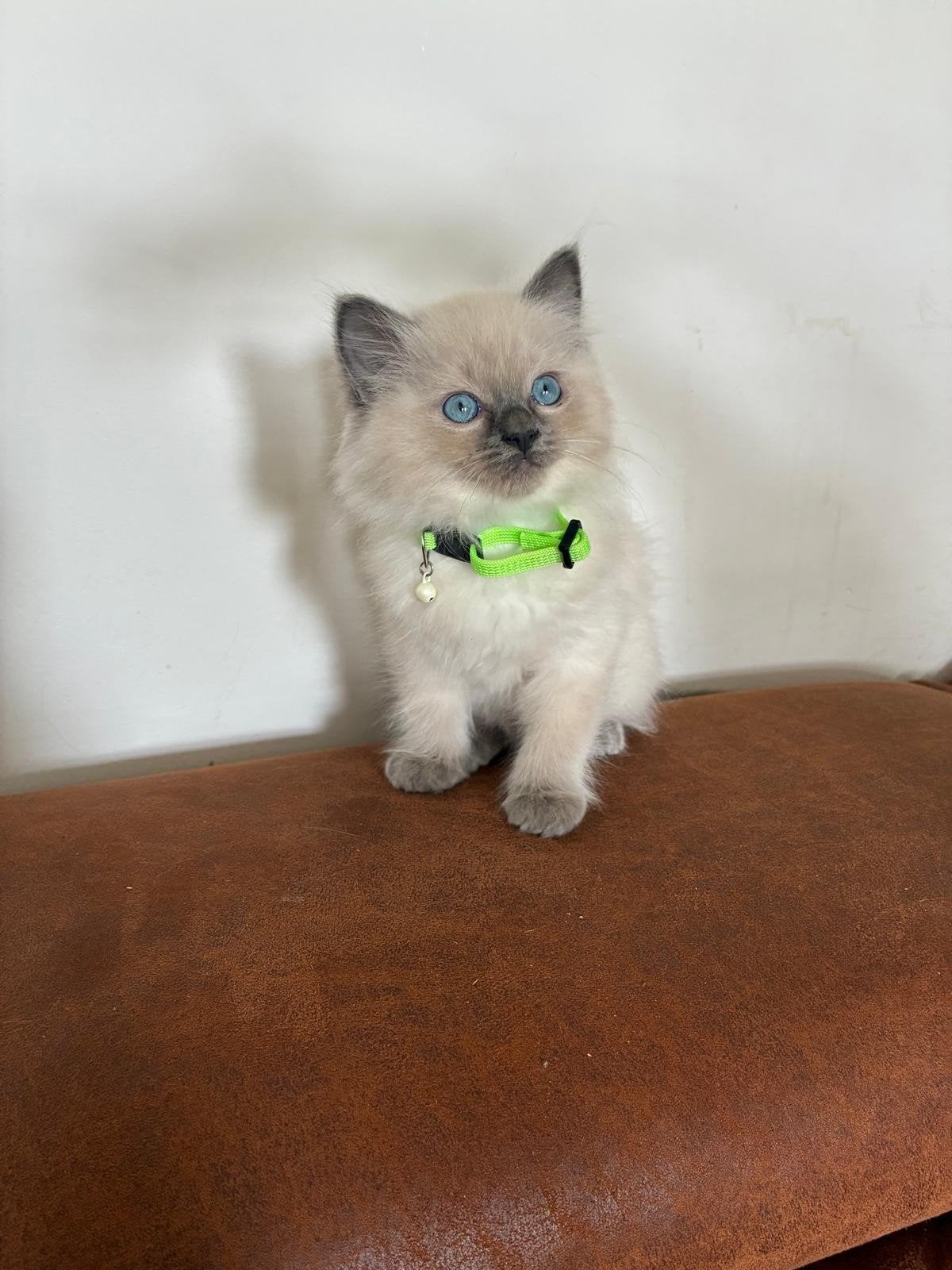 5 lieve, mooie ragdoll kittens, Poes, Gechipt, 0 tot 2 jaar