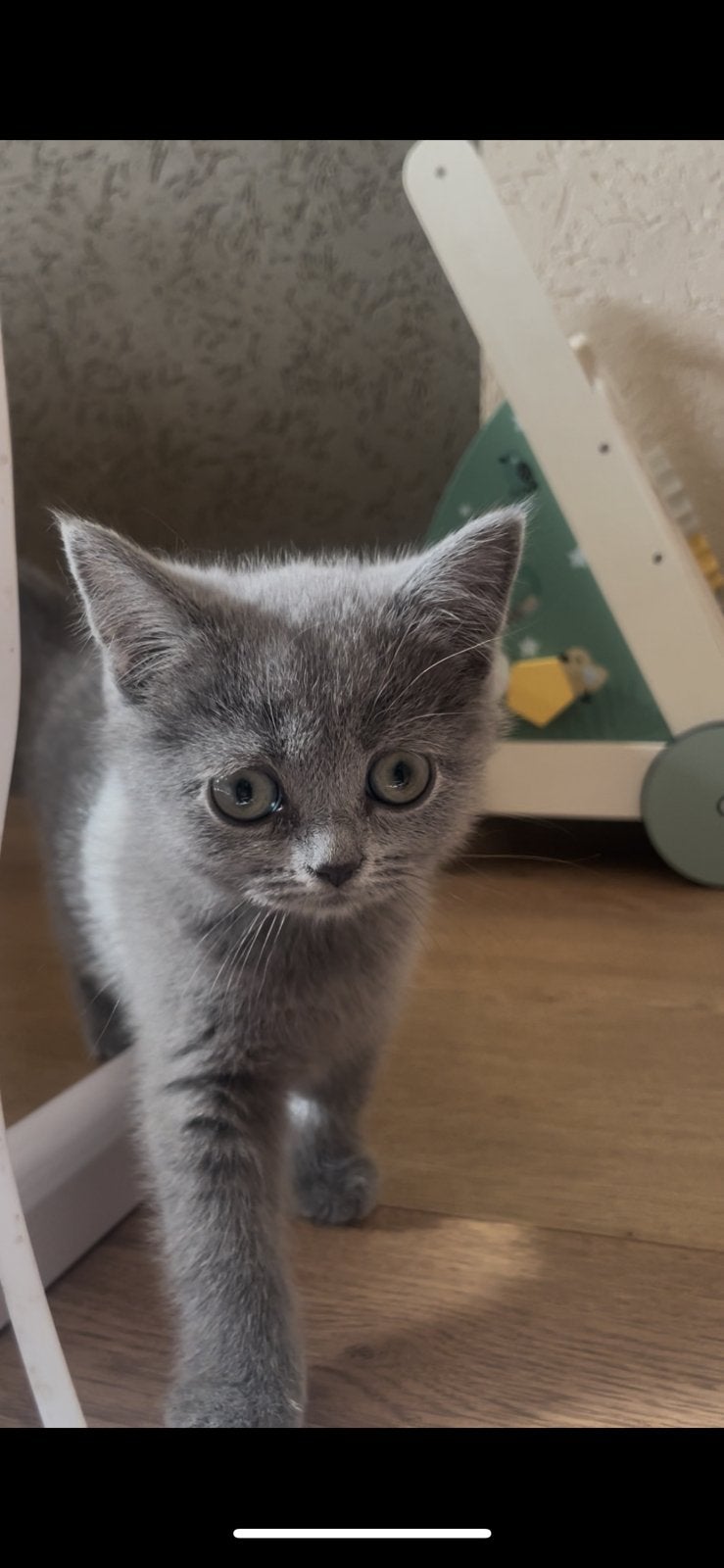 Britse Korthaar Kittens, Dieren en Toebehoren, Katten en Kittens | Raskatten | Korthaar, Meerdere dieren, Ingeënt