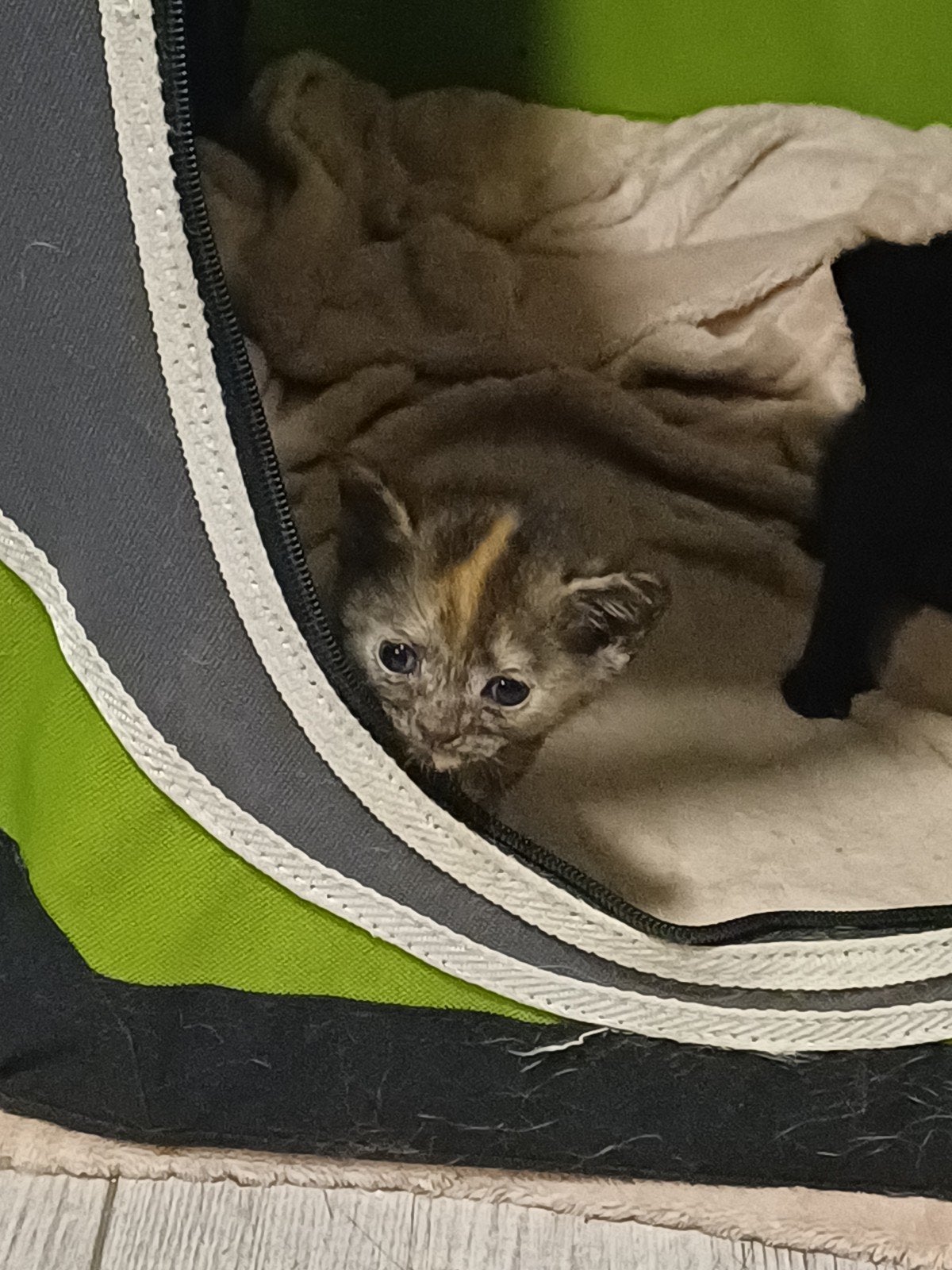 kittens, Meerdere dieren, Kortharig, 0 tot 2 jaar