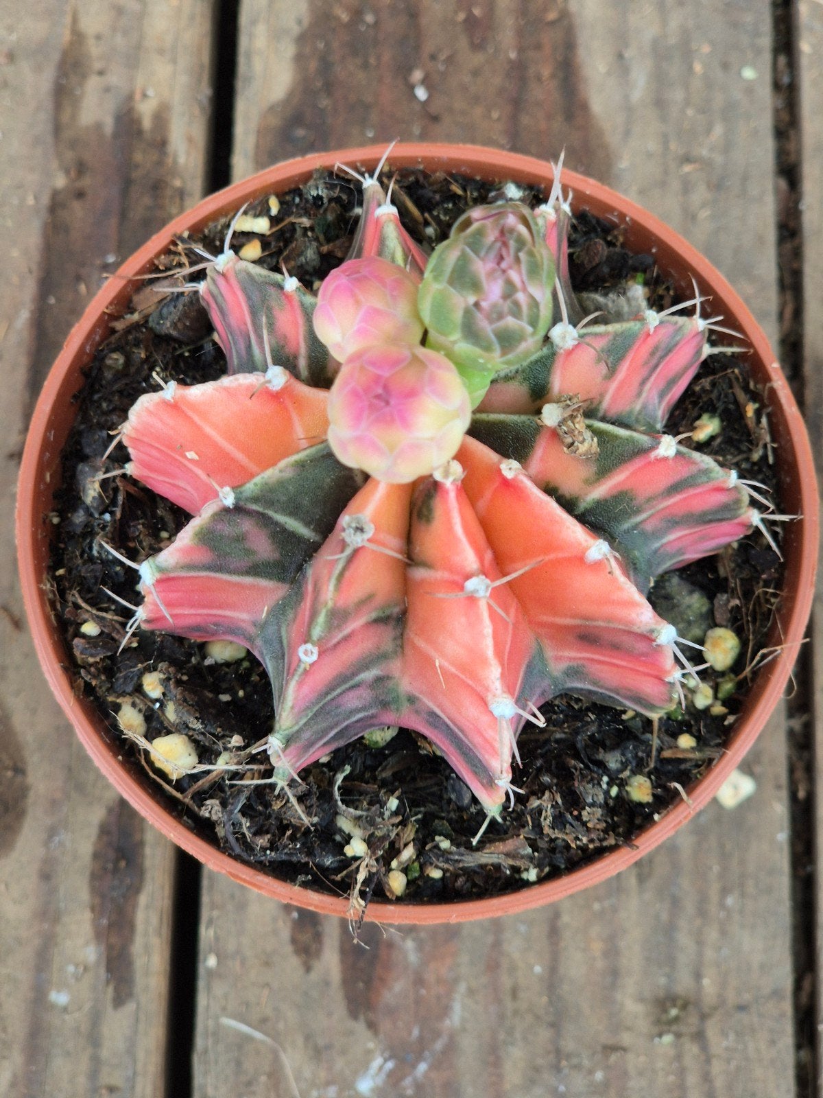 Cactus Gymnocalycium Mihanovichii p8 (15), Ophalen of Verzenden, Cactus, Volle zon, Minder dan 100 cm
