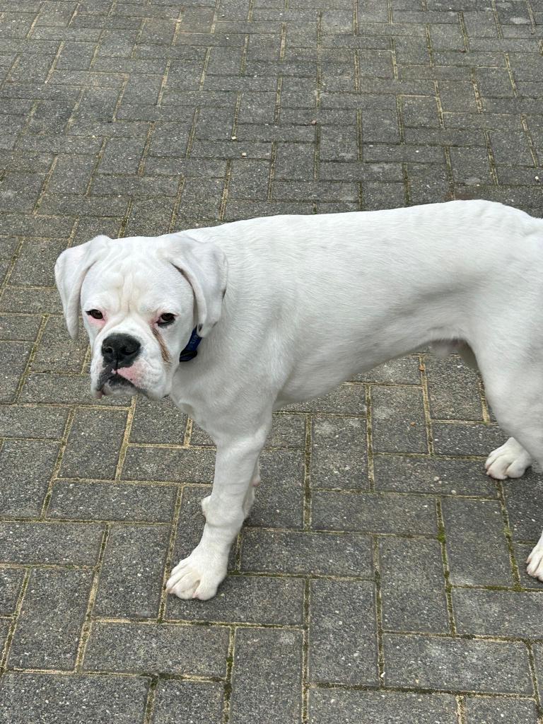 Witte Boxer reu EU-dierenpaspoort, Dieren en Toebehoren, Particulier, 15 weken tot 1 jaar, Buitenland, Eén hond