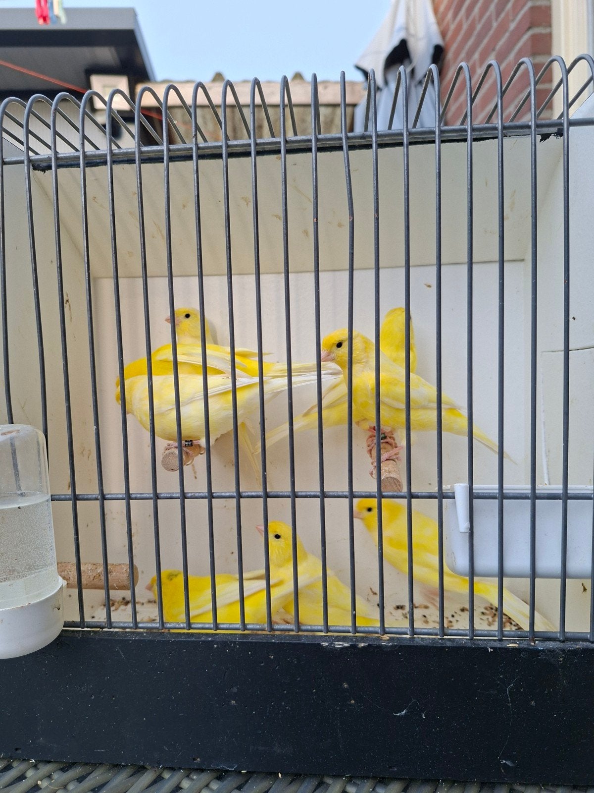 kanaries, Dieren en Toebehoren, Meerdere dieren, Kleurkanarie
