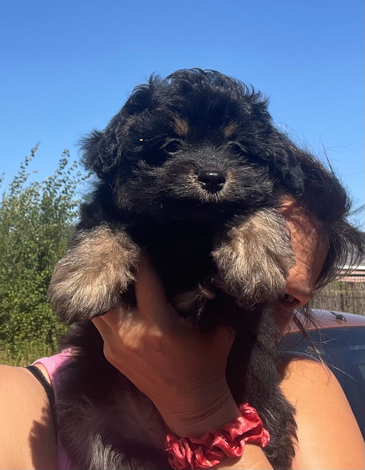 Pomapoo pups, Parvo, Overige rassen, 8 tot 15 weken, Meerdere