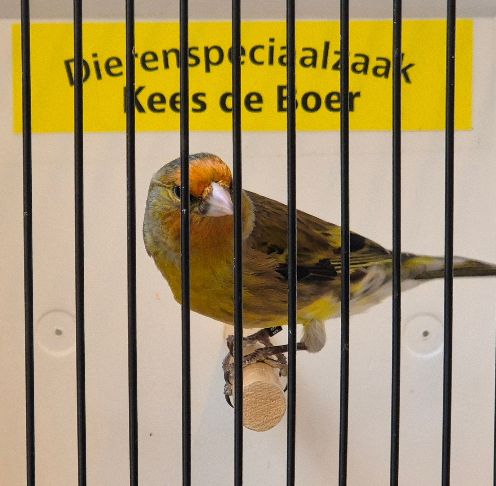 Putter x kanarie bastaard Goede zanger, Mannelijk, Wildzangvogel, Geringd