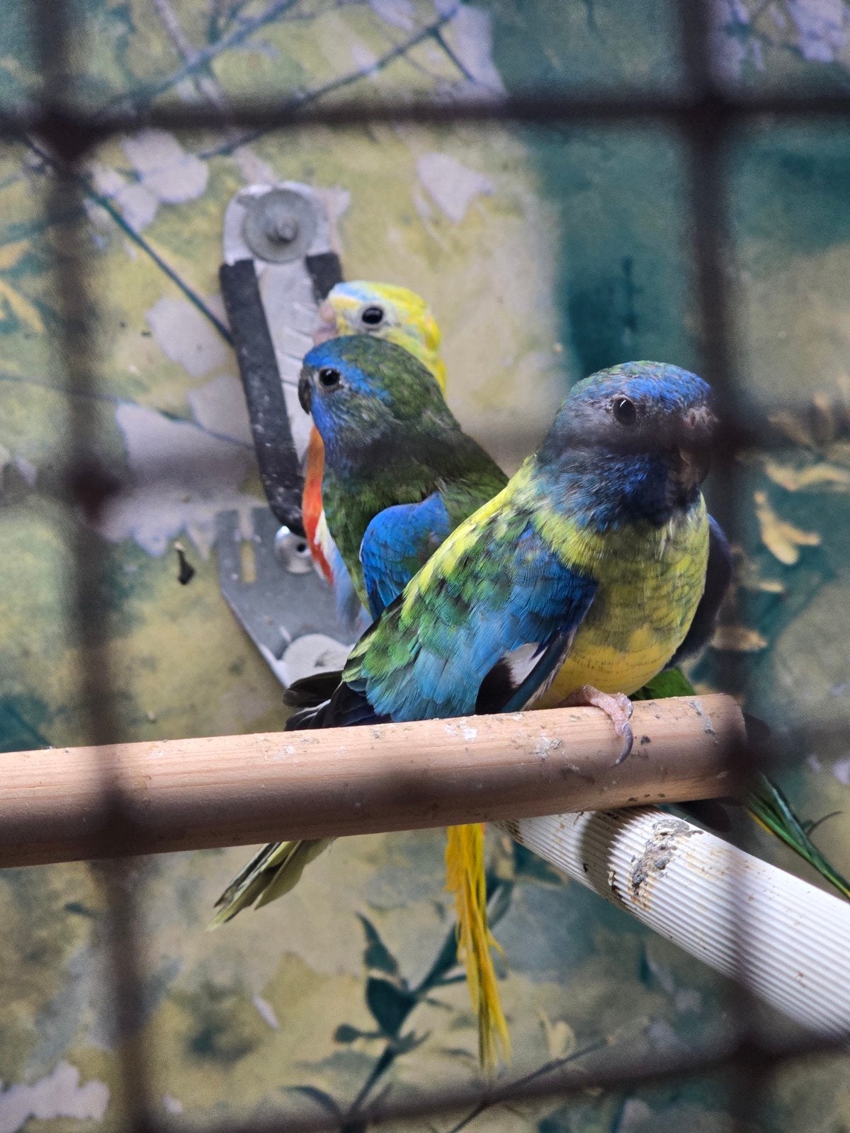 splendid parkieten en 1 turquasine roodbuik man, Dieren en Toebehoren, Vogels | Parkieten en Papegaaien, Mannelijk, Parkiet