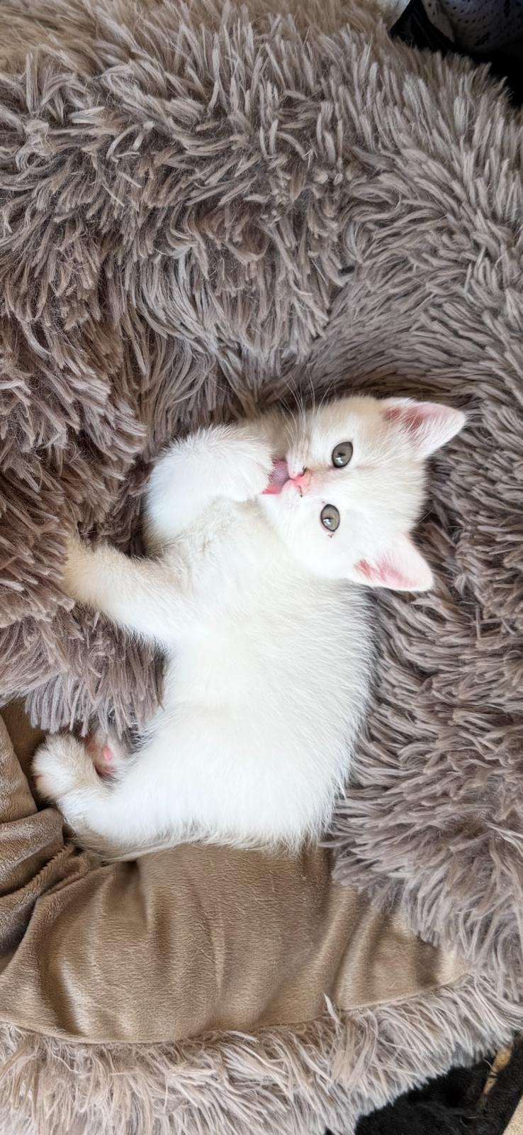 Super lieve Britse Korthaar x Angora poes, Poes