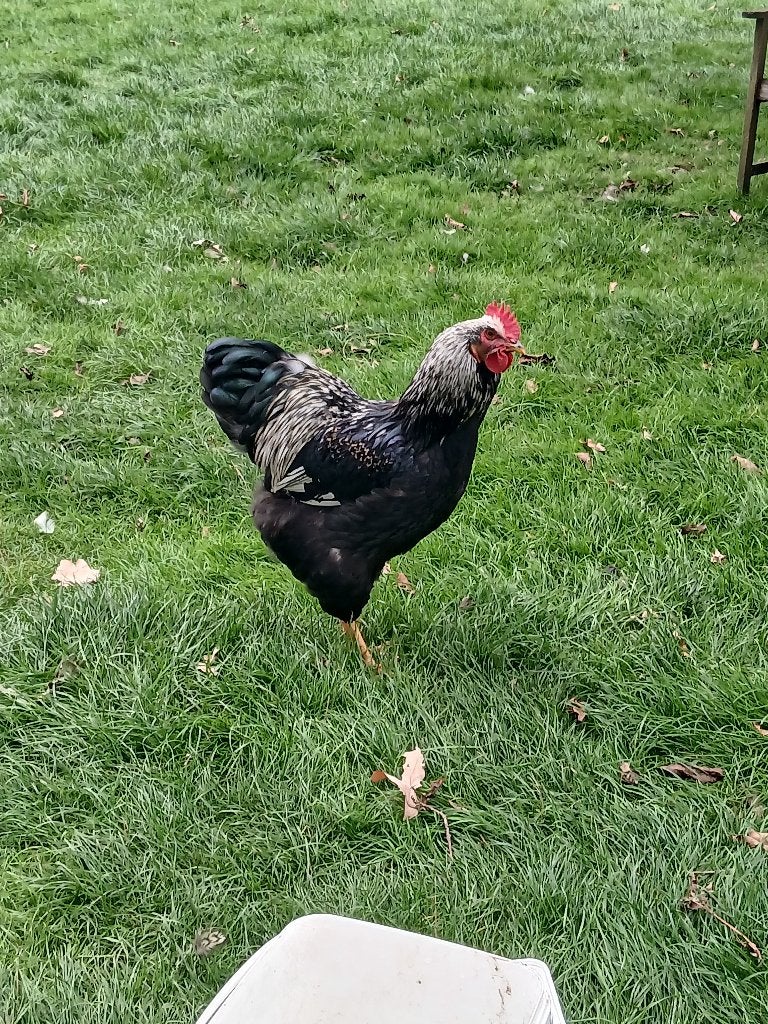 Dubbelgezoomde Barnevelder Haan, Mannelijk