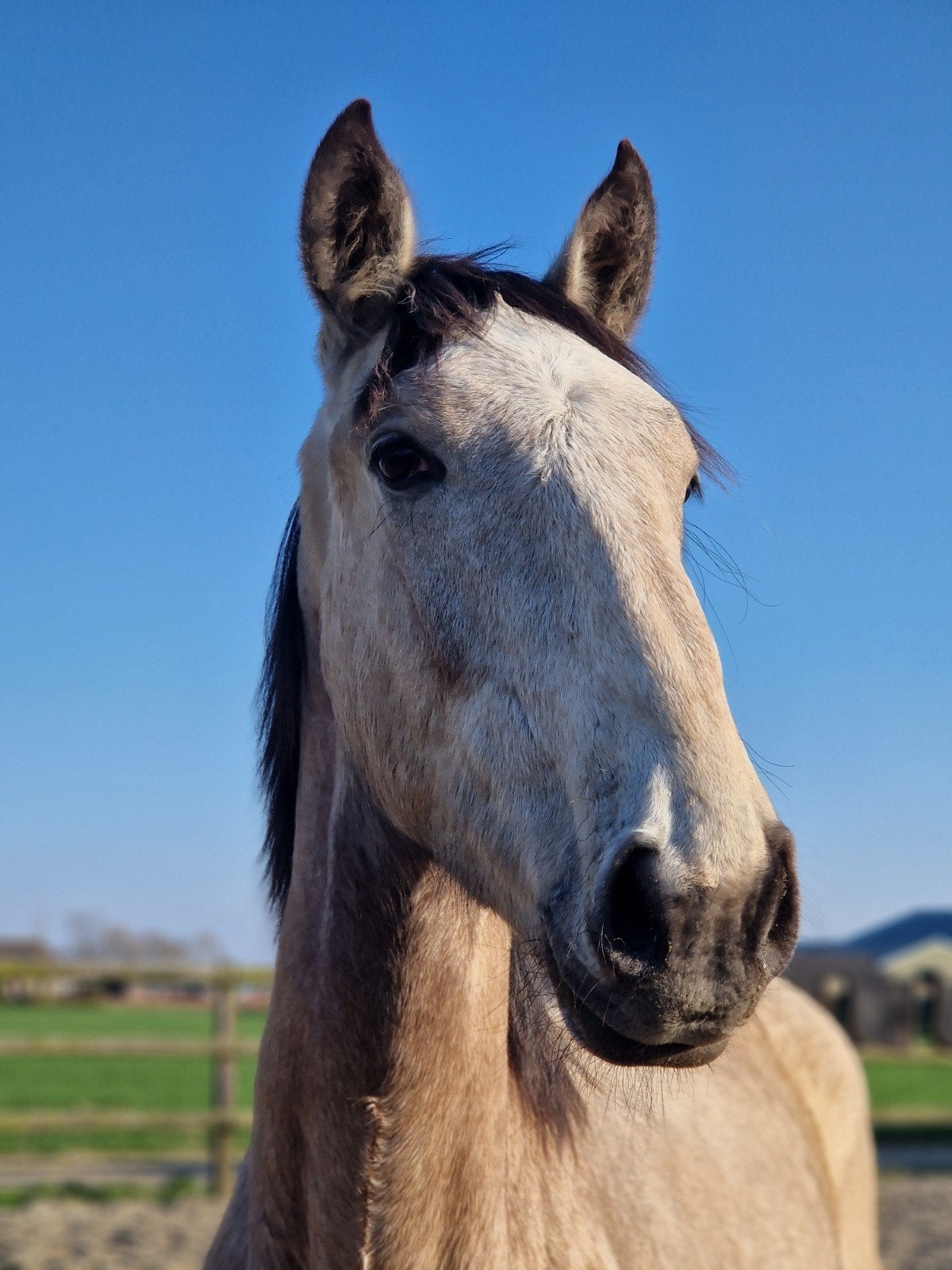 Super lieve knappe lusitano hengst, Dieren en Toebehoren, Paarden, Hengst, Met stamboom, 0 tot 2 jaar