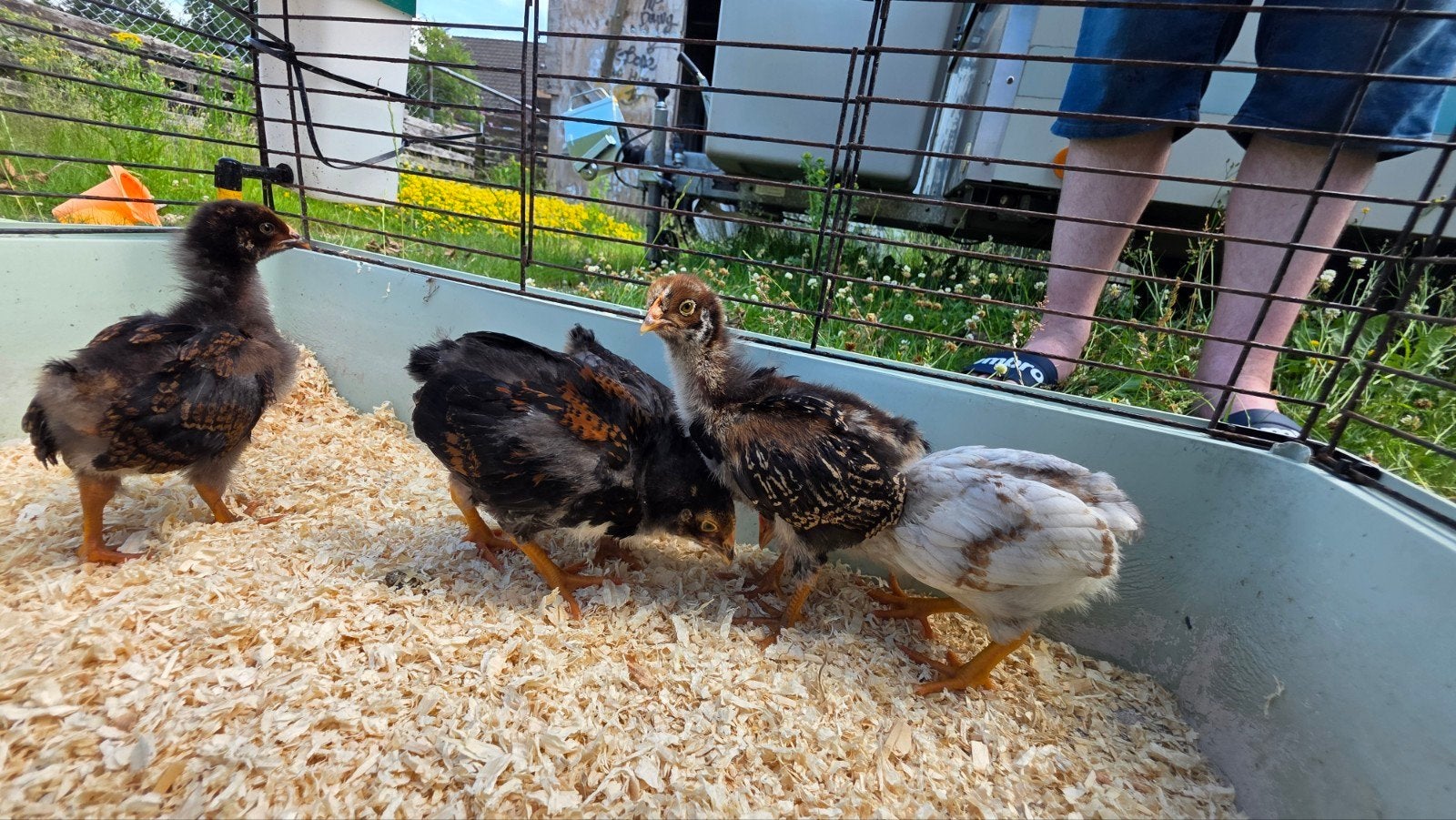 kipjes kuikens 7 weken Barnevelder dubbel gezoomd, Dieren en Toebehoren, Geslacht onbekend, Kip